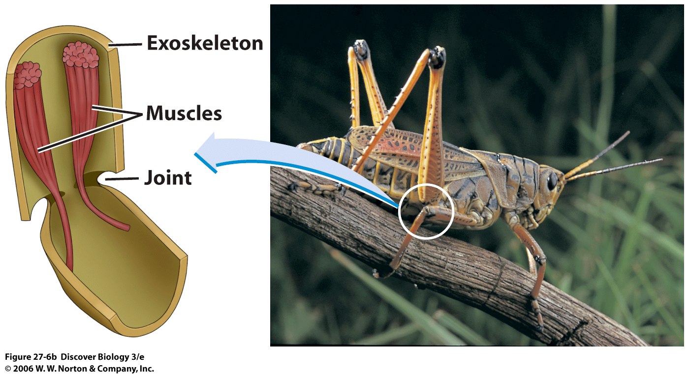 BIO 7 Lecture 1920 Preview